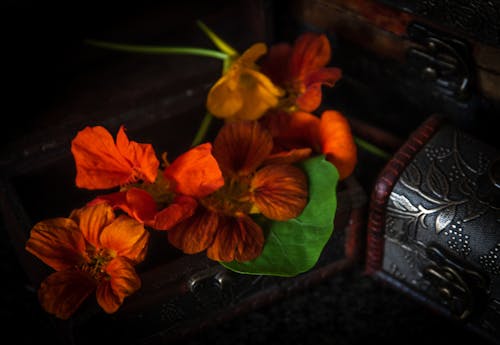 grátis Foto profissional grátis de arca do tesouro, fechar-se, flores alaranjadas Foto profissional