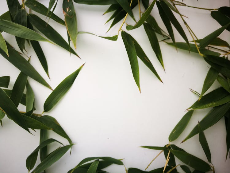 Bamboo Leaves In A Circle