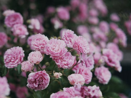 Blooming Garden Roses Close-Up Photo