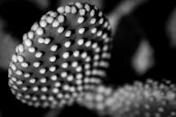 黑白特写展现了纹理仙人掌复杂的图案艺术