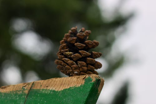 Free stock photo of pine cone