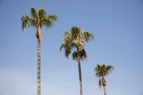 Green Palm Trees Under Blue Sky