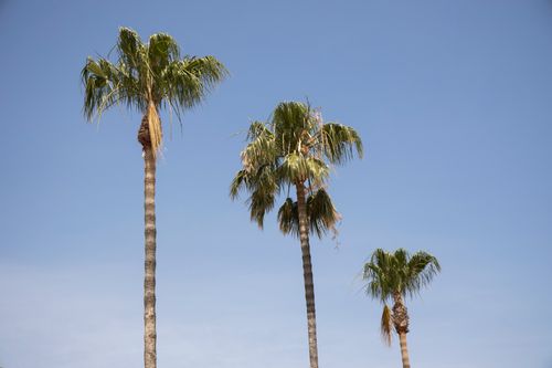 Free Tall palm trees against a clear blue sky, capturing the essence of tropical nature. Stock Photo