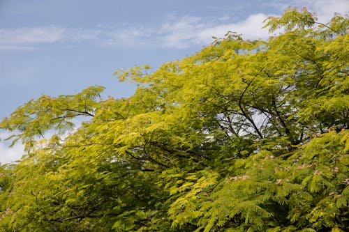 Close-Up Photo of a Lush Green Trees