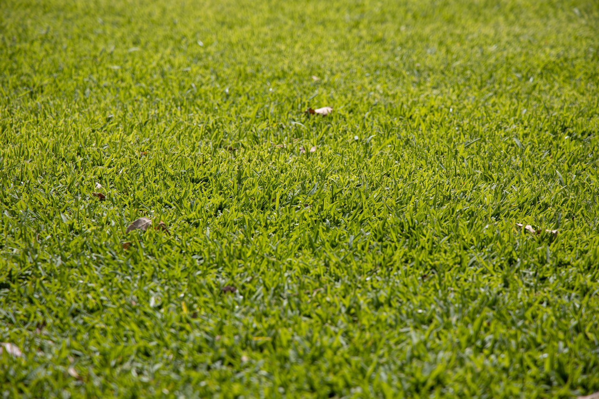 Close-up image of a lush green lawn showcasing its natural texture and vibrant color.