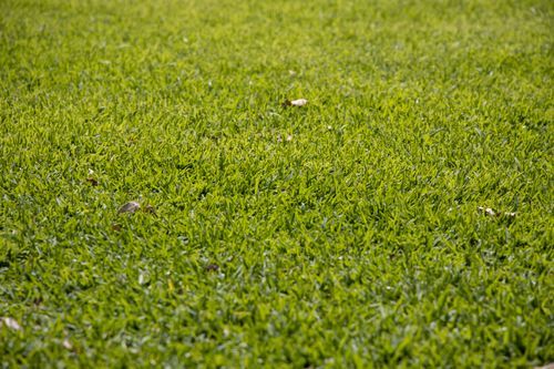 Free Close-up image of a lush green lawn showcasing its natural texture and vibrant color. Stock Photo