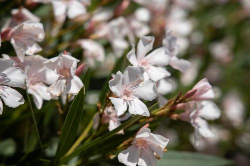 Free A vibrant close-up of white and pink oleander flowers blooming in natural sunlight, showcasing their delicate petals. Stock Photo