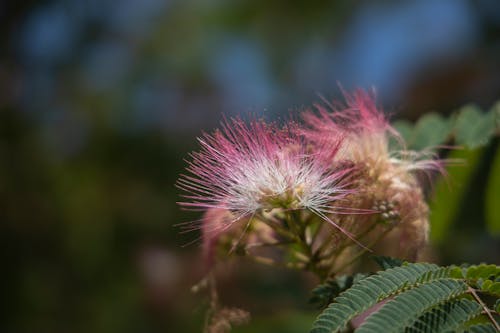 無料 フローラ, マクロ, 咲くの無料の写真素材 写真素材