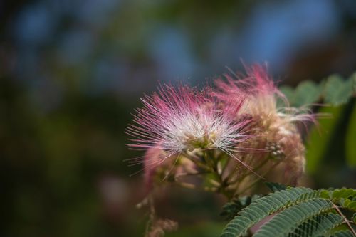 Free Macro photography of pink mimosa flowers in full bloom with green leaves. Stock Photo