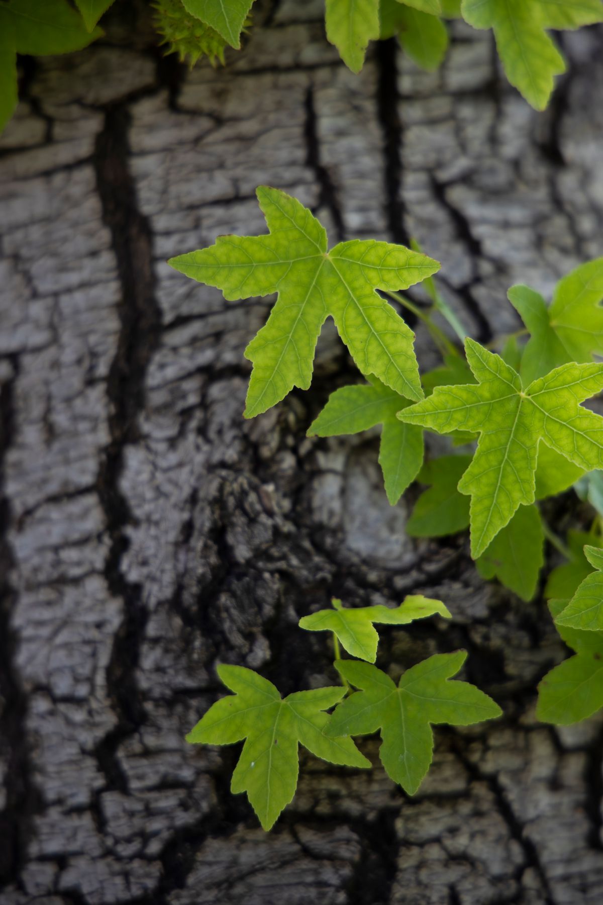 Young maple leaves on tree bark