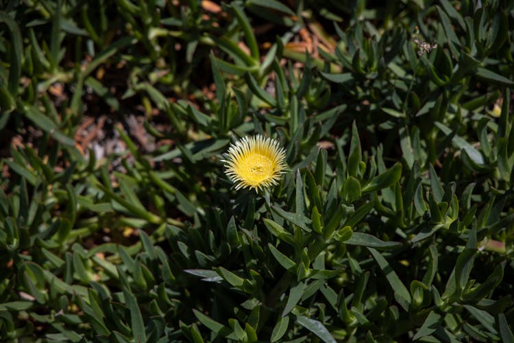 Yellow Hottentot Fig Creeping Plant In Bloom