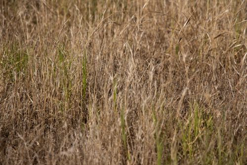 Free A detailed view of dry grass capturing the texture and colors of a natural setting. Stock Photo