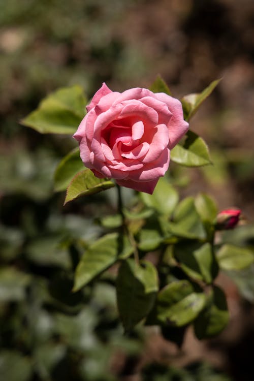 Close Up Shot of a Pink Rose in Bloom