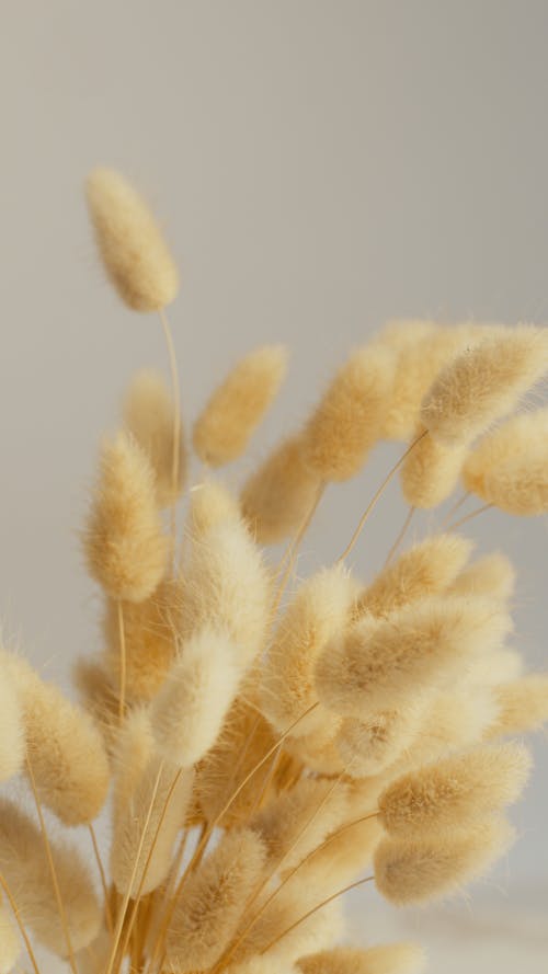 Stem Pampas Dried Grass Close-Up Photo