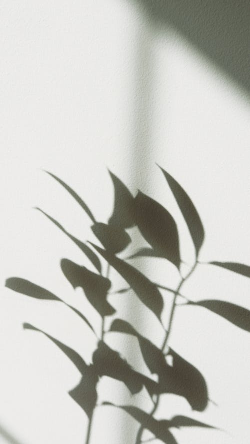 Free Shadow of Green Leaves of a Plant on White Background Stock Photo