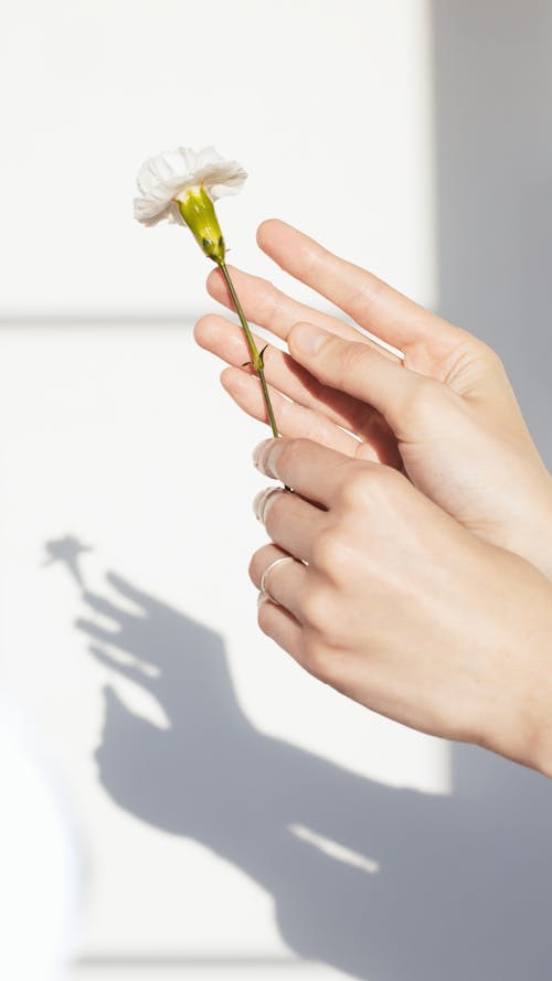 Person Holding a White Flower 