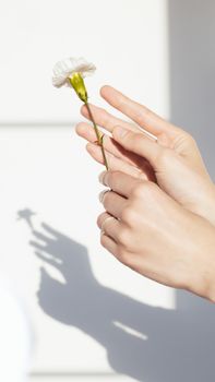 一双手精致地握住一朵白花，在阳光明媚的墙壁上投下特写般的阴影