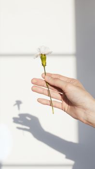 一只手握着白花的特写，其影子在自然光下投射在墙上