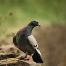 Dove bird with gray wings perching on stone surface on blurred background of greenery