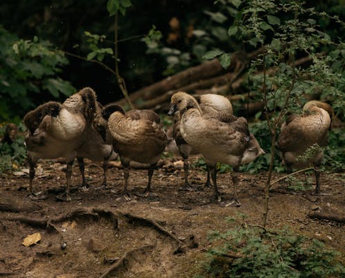 Flock of brown ducks cleaning brown feathers while standing on ground in green wetland