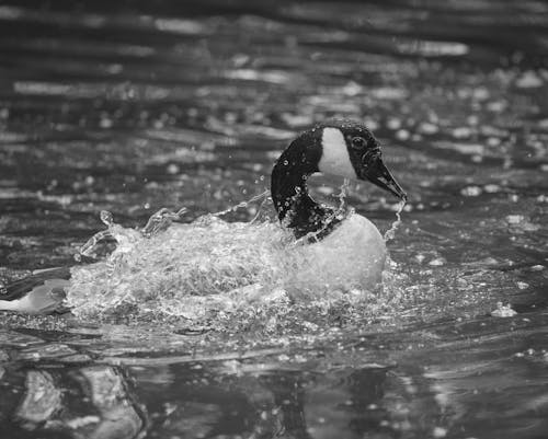 Black and white side view of goose swimming in pond in natural habitat