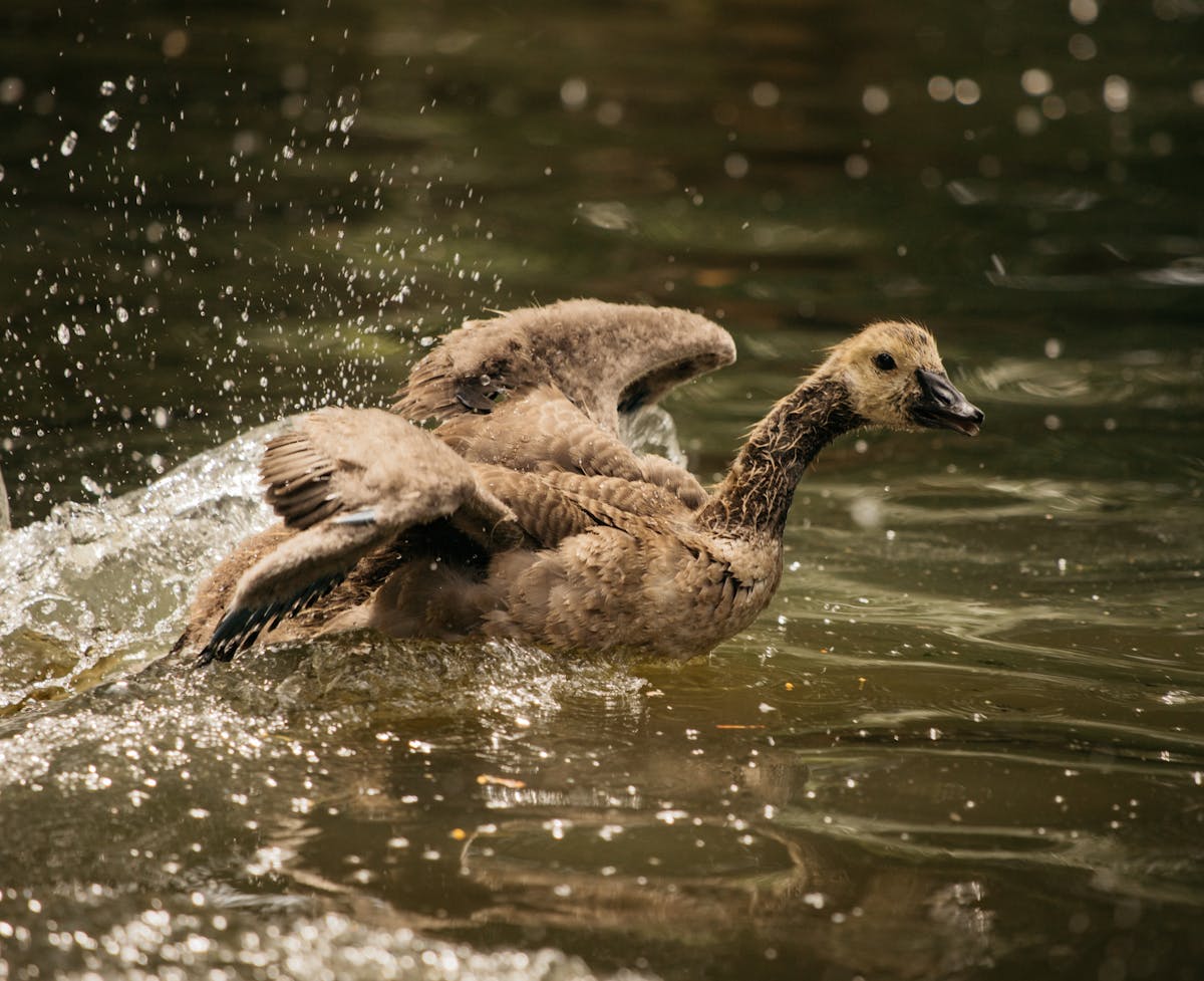Wild duck swimming in lake and flapping wings