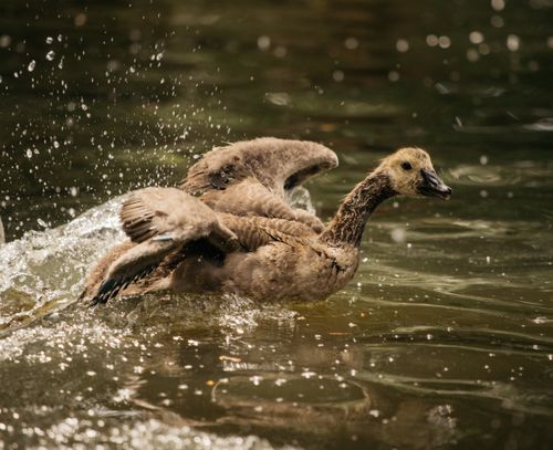 Free Side view of brown feathered duck flapping wings quickly and making splashes while floating in pond Stock Photo