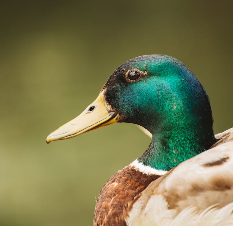 Green Head Of Wild Drake In Nature