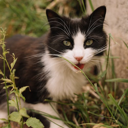 Foto profissional grátis de acasalar, adorável, animal