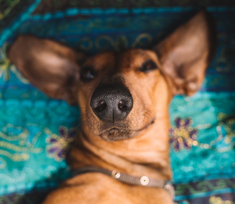 Soft focus of cute brown dog with collar lying on colorful cushion and looking away while resting in cozy room
