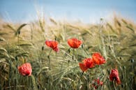 在清澈的蓝天下，美丽的红色罂粟花盛开在郁郁葱葱的麦田里