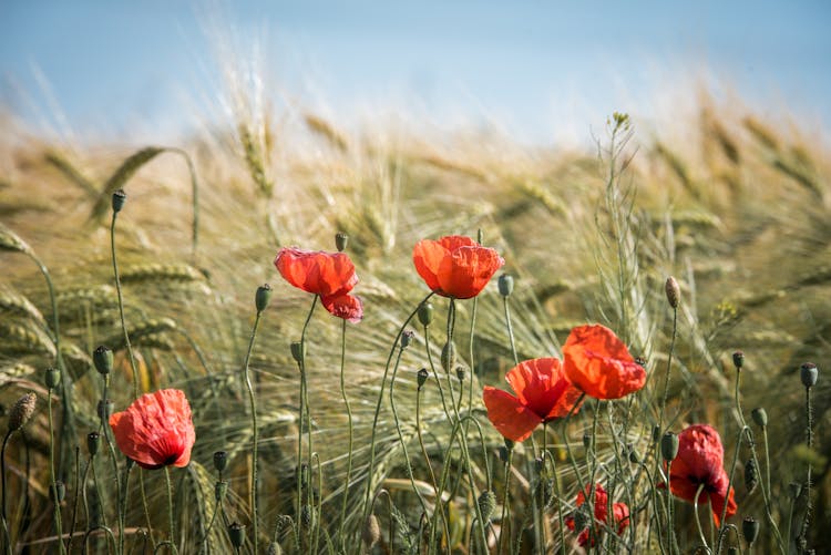 Red Broad Petaled Flowers