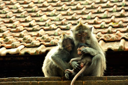 Free A Family of Monkey Stock Photo
