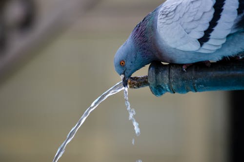 Free Pigeon Drinking Water Stock Photo