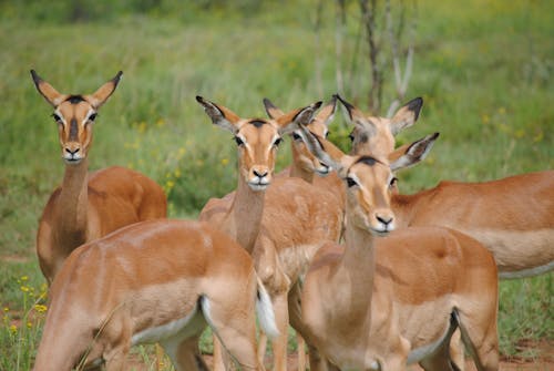 Herd of impalas with brown coat in pasture