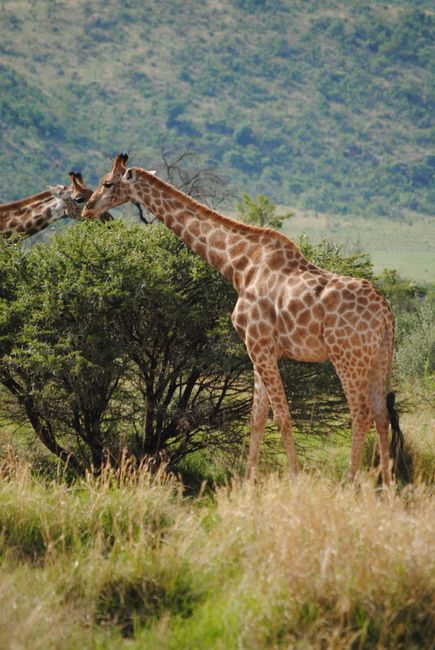 Giraffes with spotted skin caressing each other between green bush on grass in savanna