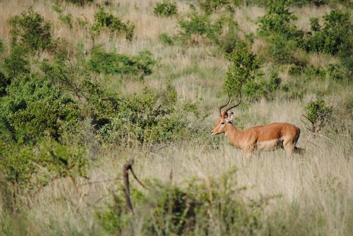 Free Impala with brown coat and wavy pointed horns standing among overgrown grass and green trees in savanna Stock Photo