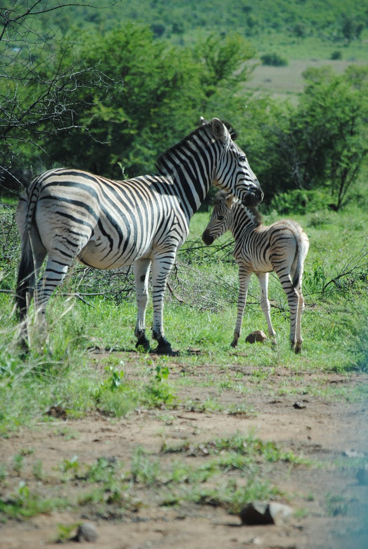 Zebra With Foal On Grass Terrain In Zoo