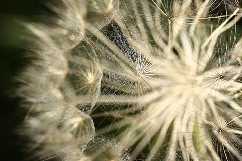 Macro Photography of Dandelion