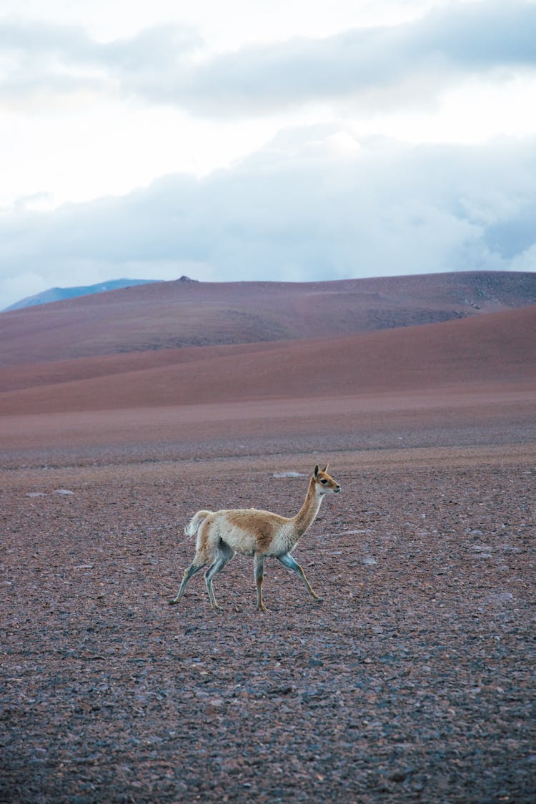 Brown Vicuna Walking On Brown Sand Under The Cloudy Sky