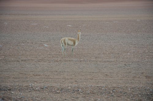 Kostenloses Stock Foto zu braunen sand, tierfotografie, vicuÃ±a