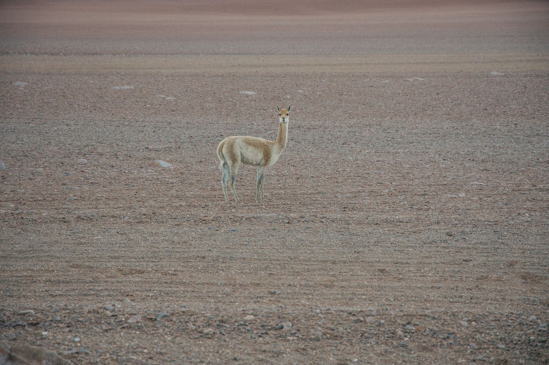 Vicuna standing alone on rocky terrain in the Atacama Desert, Chile.