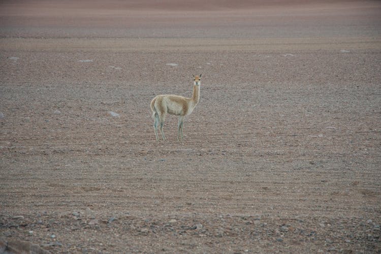 Brown Vicuna On Brown Sand