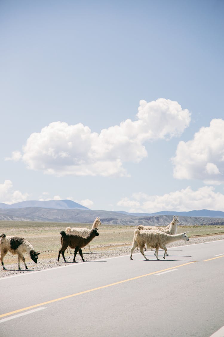 Llamas Crossing The Road 