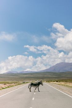 阿根廷的一条荒凉道路上，一只孤独的骡子站在山区背景前