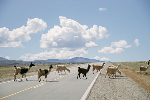 Llamas Walking Across the Road