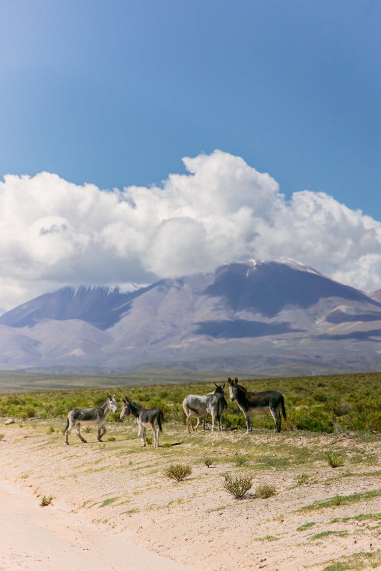 Donkeys On Green Grass Field