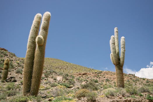 Tall columnar cacti under a clear blue sky in Jujuy, Argentina.