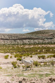 White horse standing in a vast Argentinian landscape under a bright sky.