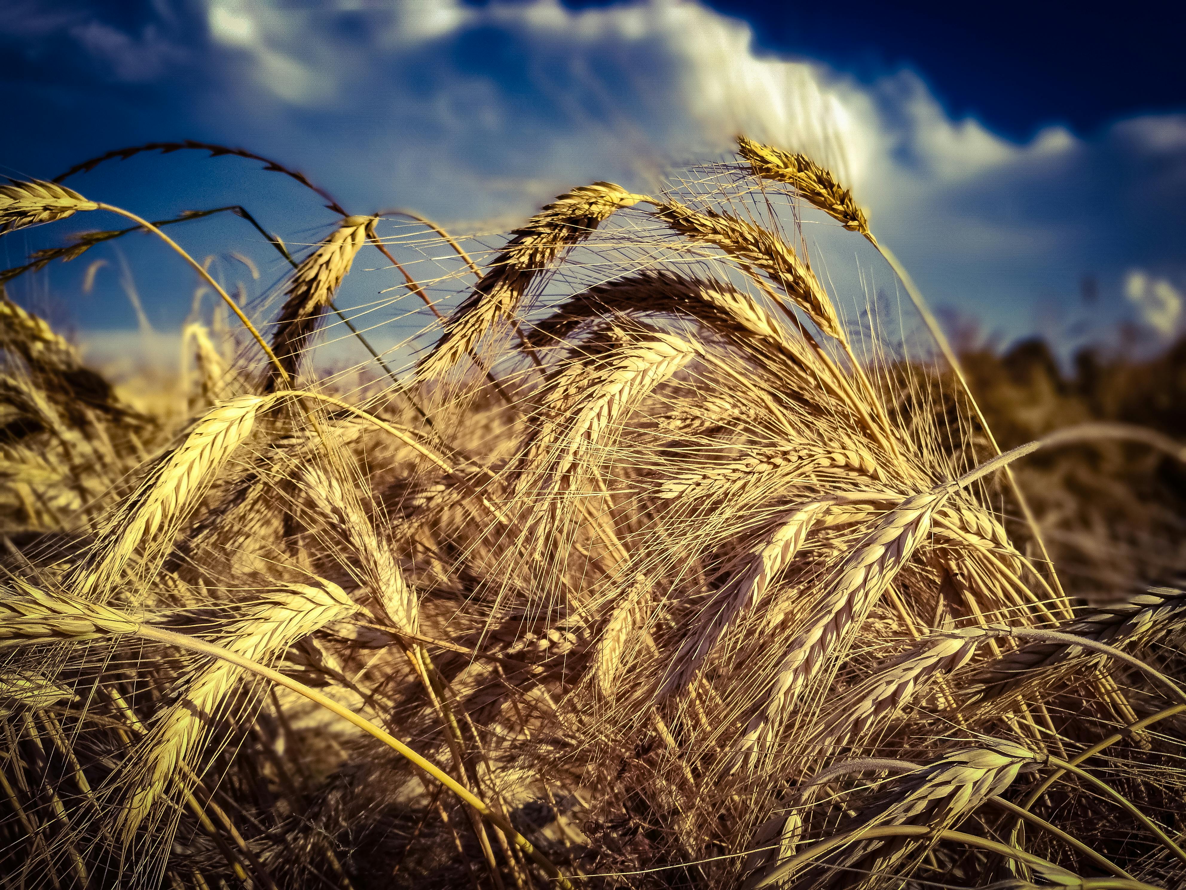 Foto de stock gratuita sobre campo, campo de trigo, campos de cultivo
